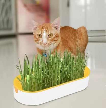 Cat Grass Pot Set – Hydroponic Soilless Cat Grass Growing Box